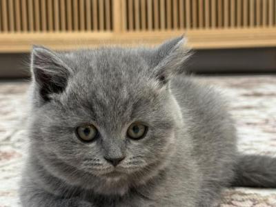 Philly - British Shorthair - Gallery Photo #1