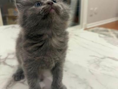 Mero - Persian - Gallery Photo #1