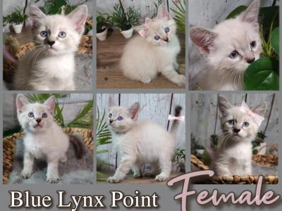 Female Kitten Blue Lynx Point - Siberian - Gallery Photo #1