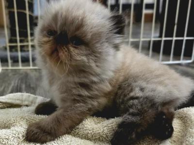 Rayne's Himalayan's - Himalayan - Gallery Photo #1