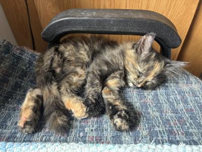 Rosebud Tortoiseshell Calico - Maine Coon - Gallery Photo #1