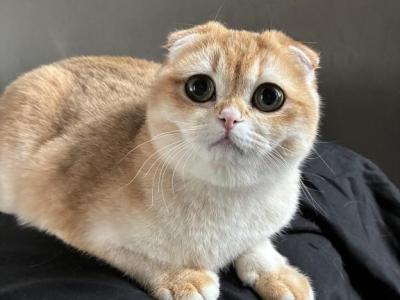 Peachy Peach - Scottish Fold - Gallery Photo #1