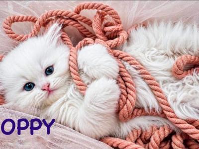 Persian Babies - Persian - Gallery Photo #1