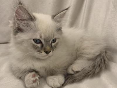 Lily - Munchkin - Gallery Photo #1