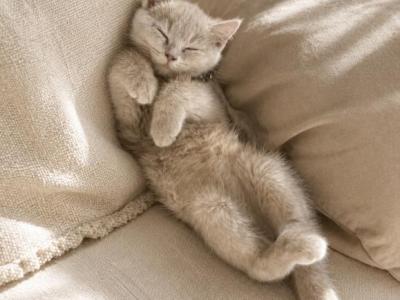 Noah - British Shorthair - Gallery Photo #1