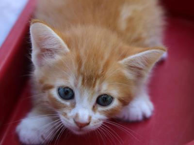 George - Domestic - Gallery Photo #1