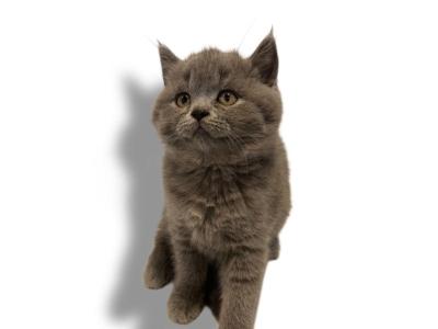 FEMALE BRITISH SHORTHAIR - British Shorthair - Gallery Photo #1