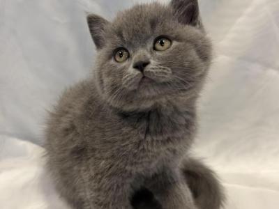 KING - British Shorthair - Gallery Photo #1