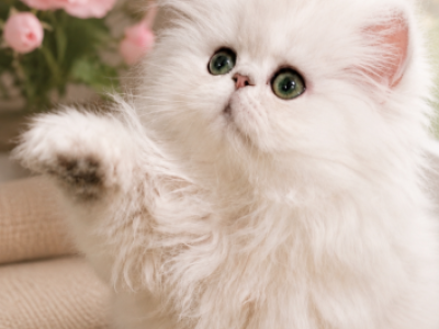 Tinkerbell - Persian - Gallery Photo #1