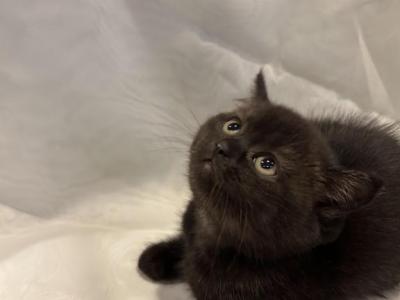 MALE BRITISH SHORTHAIR - British Shorthair - Gallery Photo #1