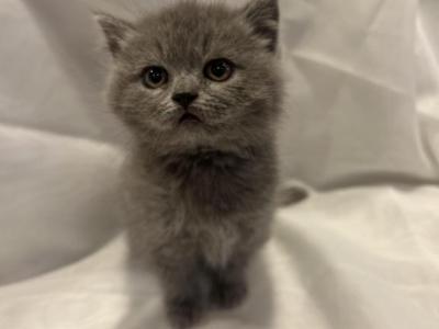 Grayson - British Shorthair - Gallery Photo #1