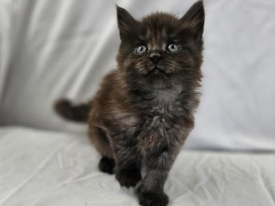 Amelia - Maine Coon - Gallery Photo #1