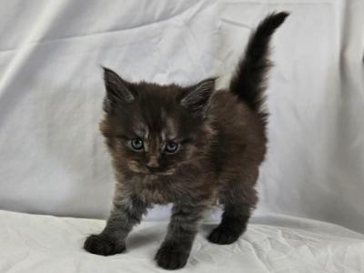 Liam - Maine Coon - Gallery Photo #1