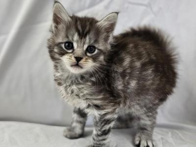 Oliver - Maine Coon - Gallery Photo #1