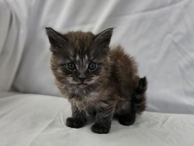 Noah - Maine Coon - Gallery Photo #1