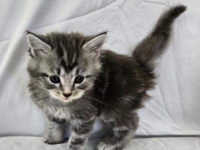 Henry - Maine Coon - Gallery Photo #1