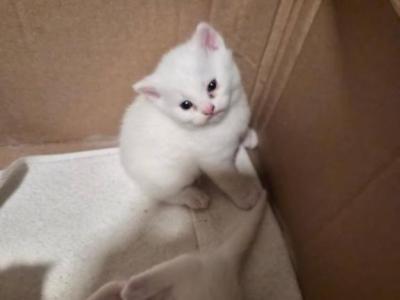 You Decide - British Shorthair - Gallery Photo #1