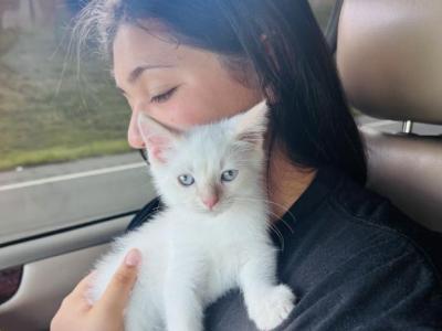 Ulysses - Siamese - Gallery Photo #1