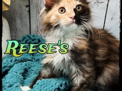 Sushi Litter - Maine Coon - Gallery Photo #1