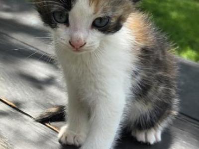 Caramel - Domestic - Gallery Photo #1