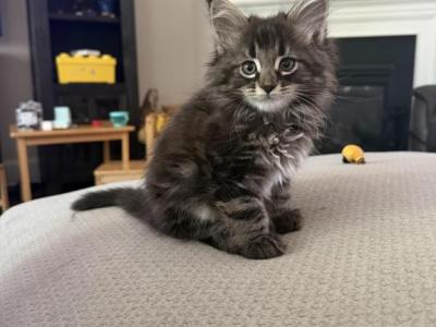 Dark Brown And Black Male - Maine Coon - Gallery Photo #1