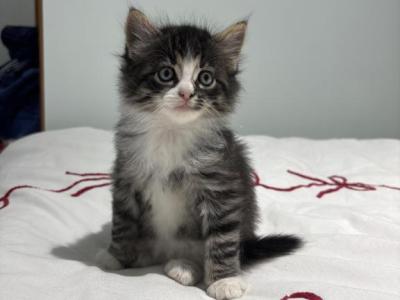 Misty - American Longhair - Gallery Photo #1