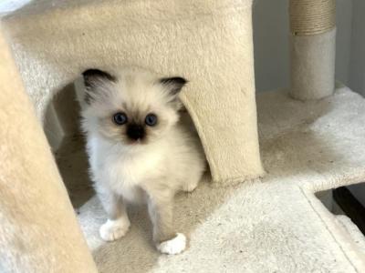 Female Seal Mitted Ragdoll Kitten - Ragdoll - Gallery Photo #1