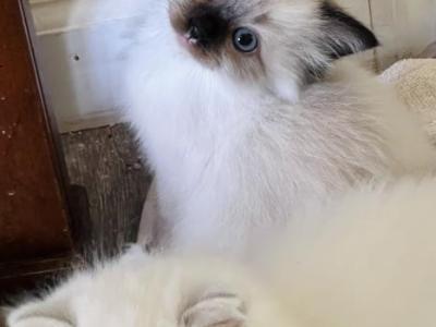 Male Seal Mitted - Ragdoll - Gallery Photo #1