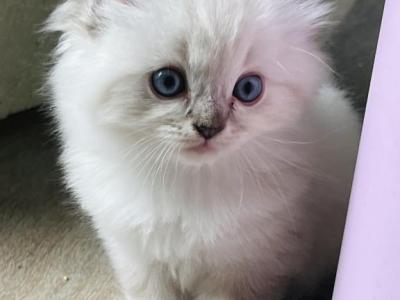 Male Blue Lynx Mitted Ragdoll Kitten - Ragdoll - Gallery Photo #1