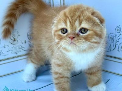 Van Gogh - Scottish Fold - Gallery Photo #1