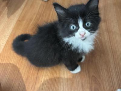 Tito - American Longhair - Gallery Photo #1