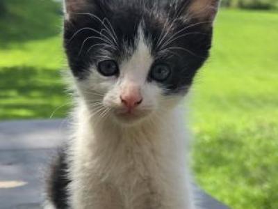 Oreo - Domestic - Gallery Photo #1