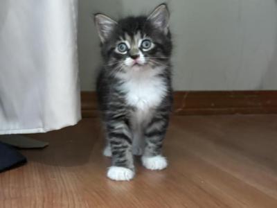 Winnie - American Longhair - Gallery Photo #1