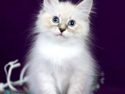 Lilia - Siberian - Gallery Photo #1