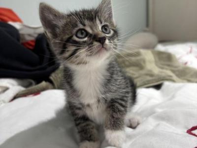 Minnie - American Shorthair - Gallery Photo #1