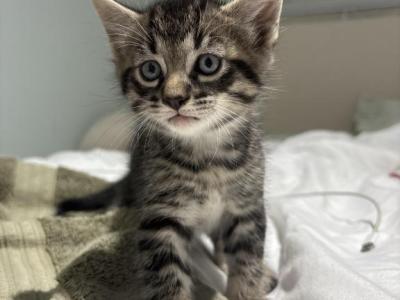 Winston - American Shorthair - Gallery Photo #1