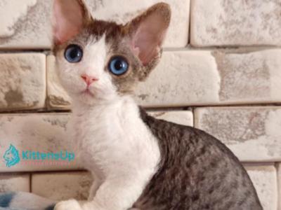 Lotty - Devon Rex - Gallery Photo #1