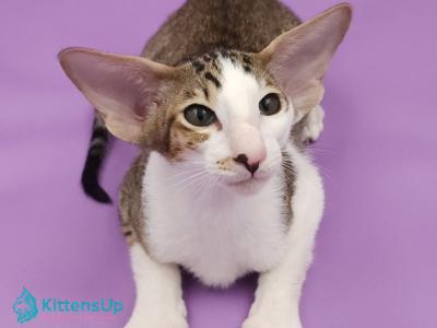 Winston - Oriental - Gallery Photo #1