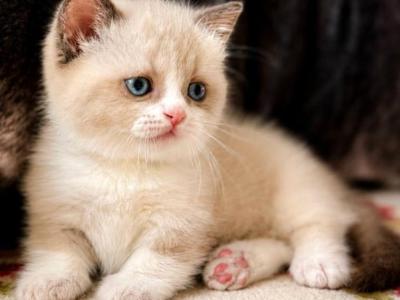 Benya - Munchkin - Gallery Photo #1