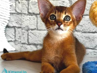 Jambo - Abyssinian - Gallery Photo #1
