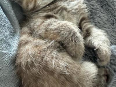 Exotic Tabby Chocolate Female - Exotic - Gallery Photo #1