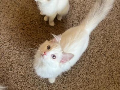 Miller - Ragdoll - Gallery Photo #1