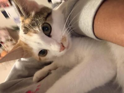 Mila - Domestic - Gallery Photo #1