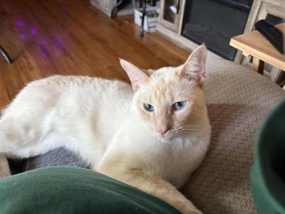 Flame Point Male - Siamese - Gallery Photo #1