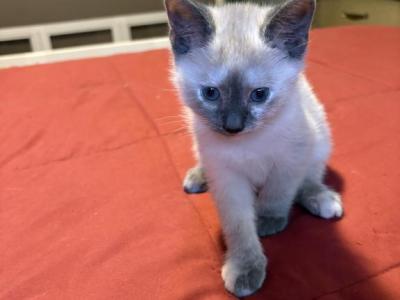 Blue Tortie Siamese - Siamese - Gallery Photo #1