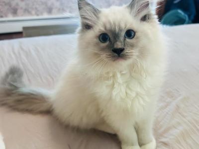 Ragdoll Kitten - Ragdoll - Gallery Photo #1