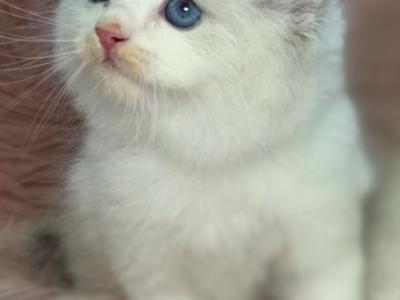 Female Ragdolls - Ragdoll - Gallery Photo #1