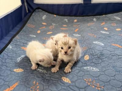 Snow Cubs - Bengal - Gallery Photo #1