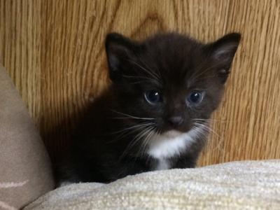 Dolly - Domestic - Gallery Photo #1