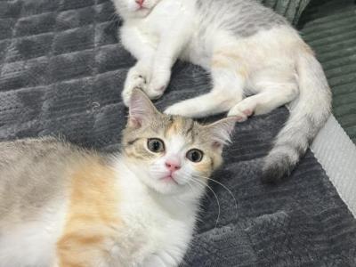 Scottish Fold And Straight Kittens Available - Scottish Fold - Gallery Photo #1